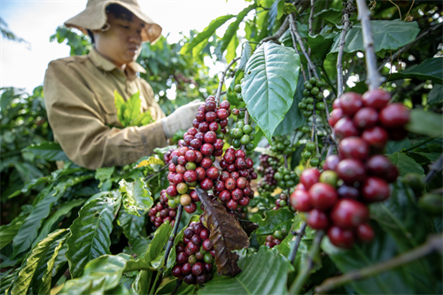coffee-grower-vietnam