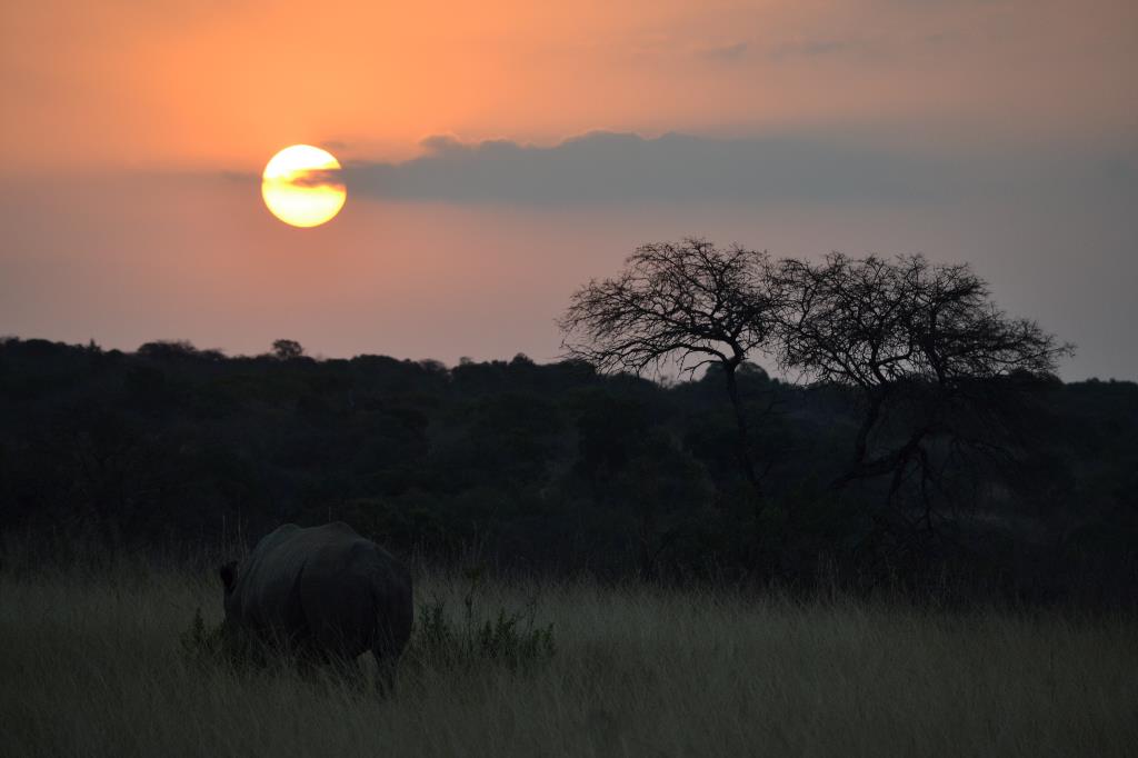 BlackRhino BlackRhino