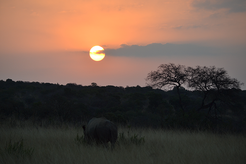 Lorhino, système IoT pour le suivi des rhinocéros en Afrique du Sud